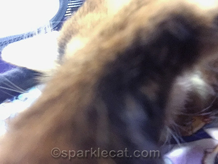 Somali cat, cat selfie, cat paw