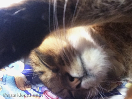 Somali cat, sleeping cat, cat selfie