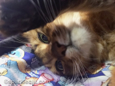 Somali cat, cat selfie, cute cat