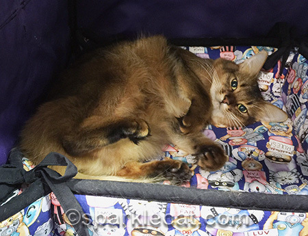 Somali cat, cat bed, cat on back, cat show