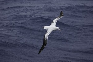 Wandering-Albatross