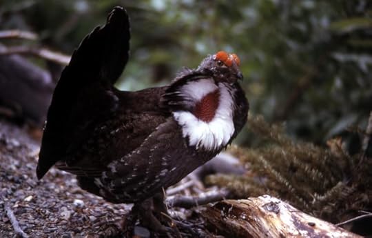 male grouse display Yellowstone