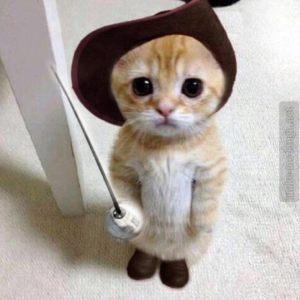 Cat