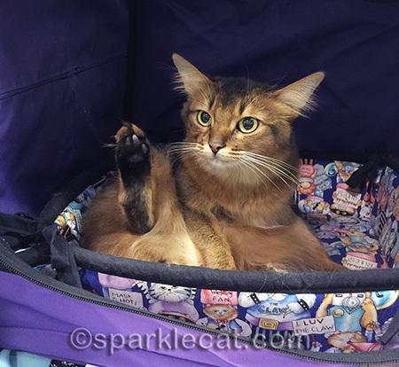 Somali cat, cat show, cat bathing, cat grooming, somali cat foot