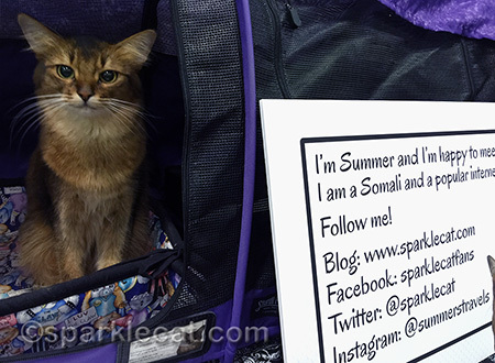 Somali cat, cat show, famous internet cat