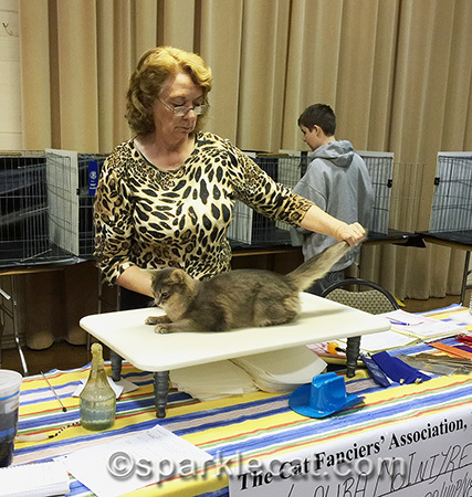 blue Somali cat, cat show, champion cat, cat judging