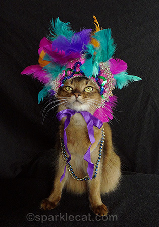 Somali cat, Carnivale cat, cat with headdress, mardi gras cat
