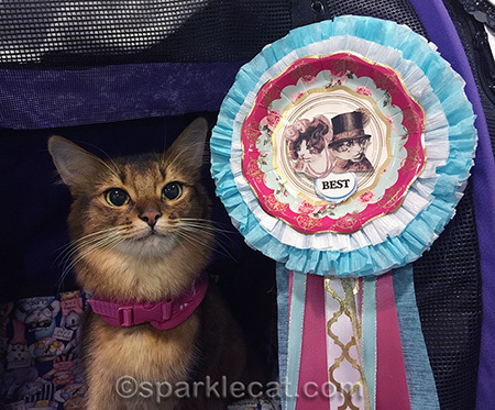 Somali cat, best cat, cat show, prize ribbon
