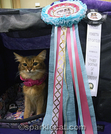 cat show, somali cat, cat show ribbons
