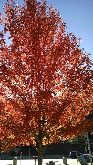 IMG_20151129_133137281[2]