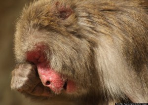 SUMOTO, JAPAN - MARCH 17: A 20-year-old Japanese macaque monkey named Monday scratches her eyes while suffering an allergy to pollen from the cedar tree at Awajishima Monkey Centre on March 17, 2013 in Sumoto, Japan. Many monkeys are suffering the effects of hay fever at this time of the year, with the typical symptoms being the same as with humans. According to Awajishima Monkey center this year hay fever is higher than last year, the pollen season is from February to April. (Photo by Buddhika Weerasinghe/Getty Images) *** BESTPIX ***
