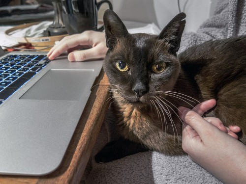 lap-cat