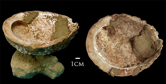 Figure 2. Blombos Cave ochre processing toolkit included this shell of Haliotis midae with pigment in it. (https://en.wikipedia.org/wiki/Blombos_Cave)