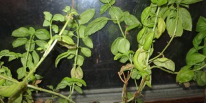basil