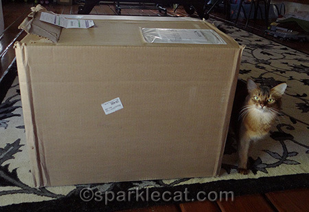 somali cat, cat and box, cat and huge box