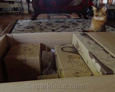 Somali cat looking in box, Catit Oasis