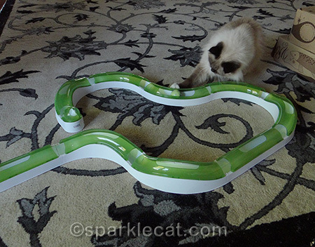 Senses 2.0 Super Circuit, ragdoll cat playing