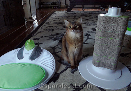 somali cat, Senses 2.0 Scratcher, catit, Senses 2.0 Wellness Center