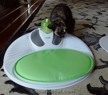 Tortoiseshell cat, Senses 2.0 Wellness Center