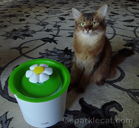 somali cat, Flower Fountain