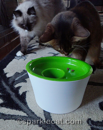 somali cat, ragdoll cat, Multi Feeder
