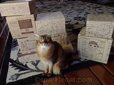 somali cat, catit oasis, cat with boxes