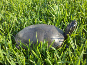 2011-04-16_18-05-30_648