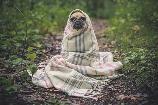 alien-pug-pixabay