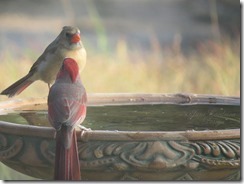 Cardinals_Hope_Before