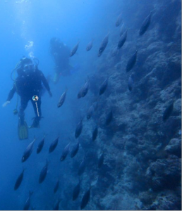 Lion Dive Centre Review - 1 - Survive Travel
