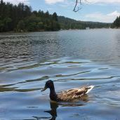 duck swimming