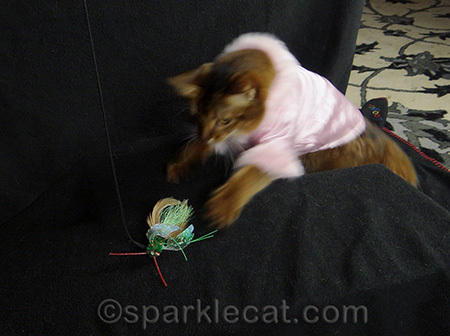 somali cat, cat jacket, cat playing, cat toy