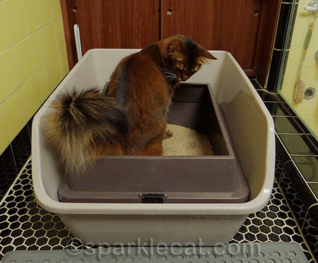 litter box, cat in litter box, cat using litter box, somali cat