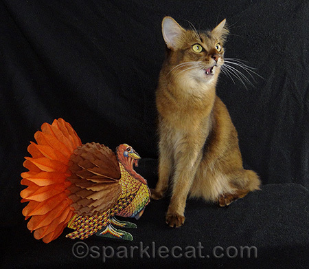 somali cat, cat with turkey, Thanksgiving cat, thanksgiving cat outtakes