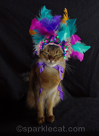 somali cat, summer samba, carnival cat, cat wearing hat, cat headdress