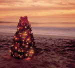 tREE_ON_bEACH_2