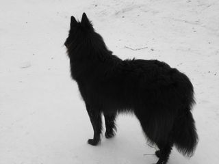 NemoSnowjanuary-february2010