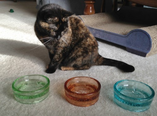 glass-pet-bowls