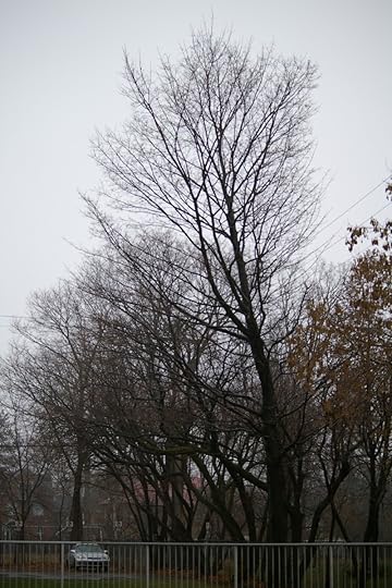Tree Project - image 93