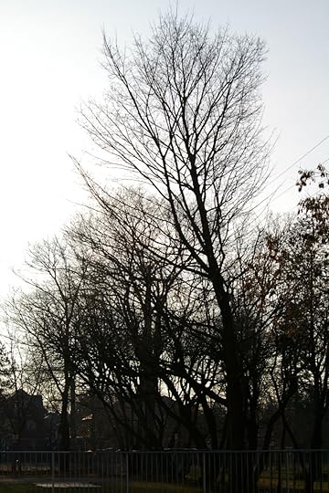 Tree Project - image 92
