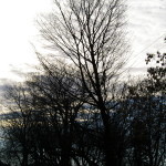 Tree Project - image 91