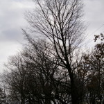 Tree Project - image 90