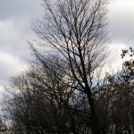 Tree Project - image 89