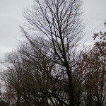 Tree Project - image 88