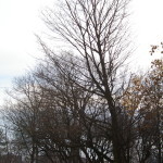 Tree Project - image 87