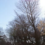 Tree Project - image 86