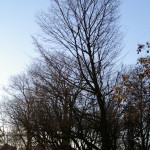 Tree Project - image 85