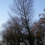 Tree Project - image 84