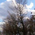 Tree Project - image 83