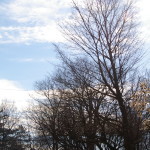 Tree Project - image 82